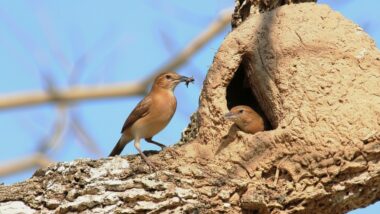 O joão-de-barro, uma das aves mais inteligentes e fascinantes da natureza, tem muito a ensinar sobre família Imagem referente a matéria